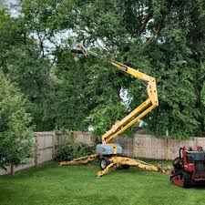 Professional Tree Removal Services in Aristocrat Ranchettes, CO